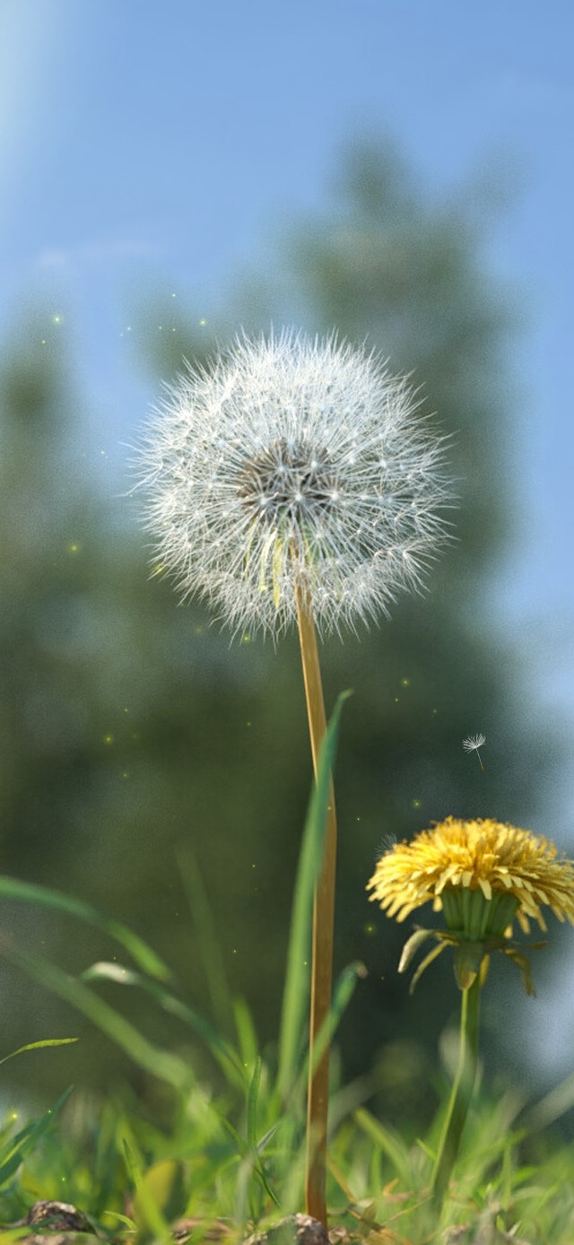 唯美治愈蓝天绿草蒲公英