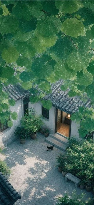 夏深 小院里的舒缓