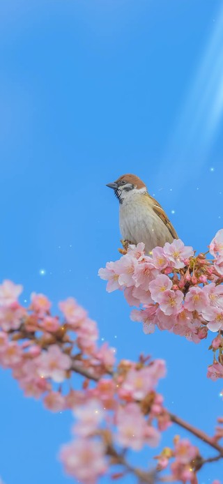 4k 治愈唯美樱花树上的小鸟