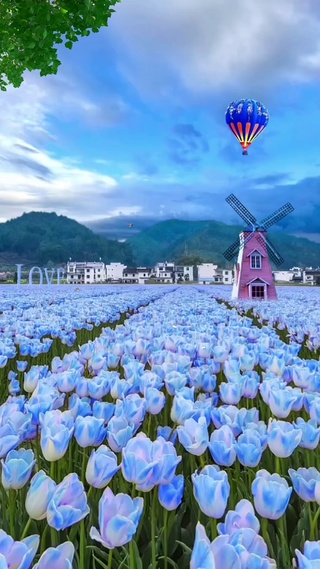郁金香花海