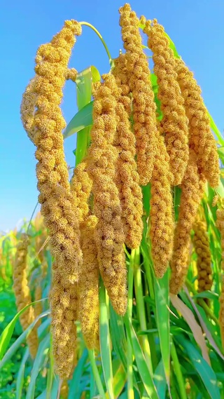 春种一粒粟，秋收万颗子