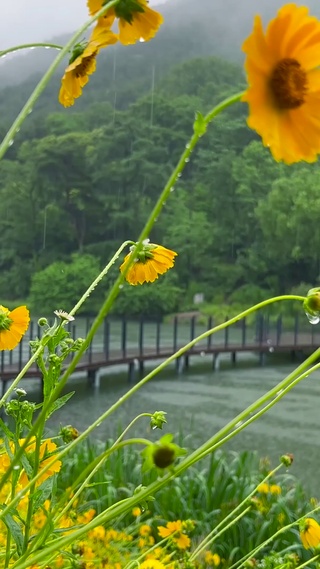 夏日清凉雨中花草