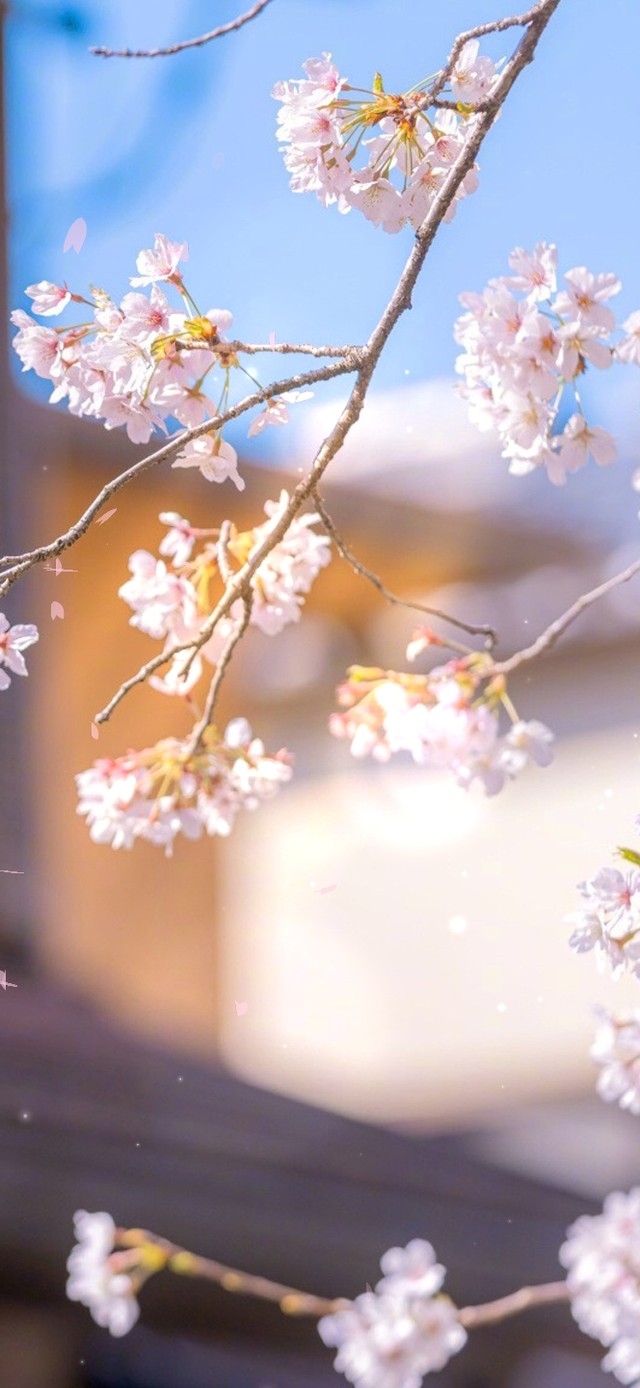 治愈唯美盛开的茶树花