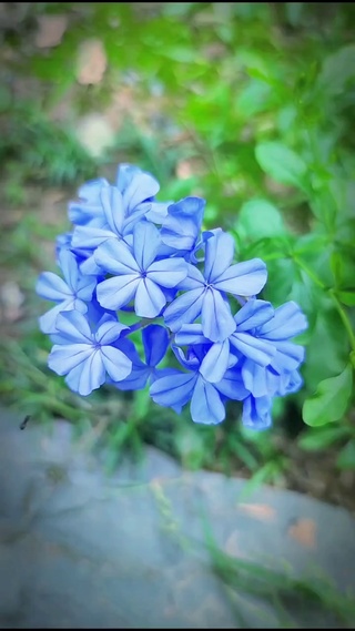 兰花草  小草青青家园