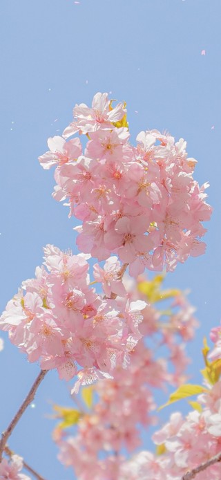 治愈唯美的樱花