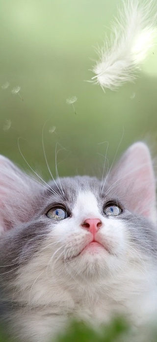 草丛里的猫咪