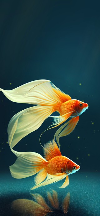 海棠金鱼 治愈风景