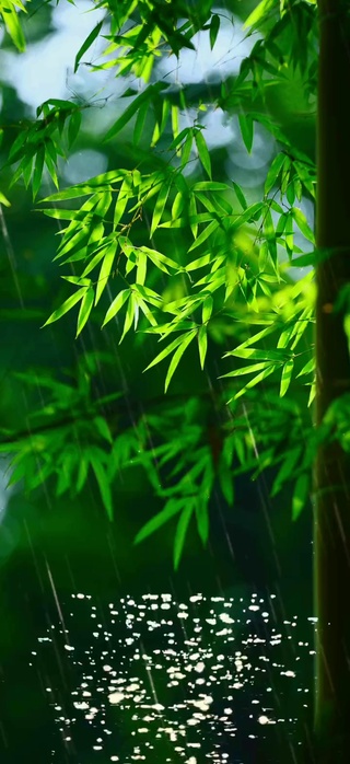 青竹(风景手机动态壁纸) - 风景手机壁纸下载 - 元气壁纸