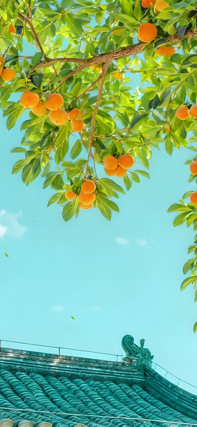 家乡柿子熟了