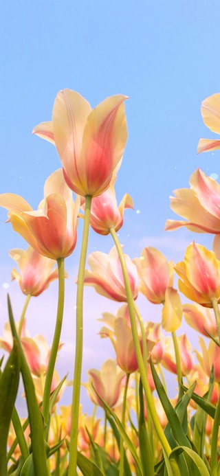 5k 春日盛开的郁金香