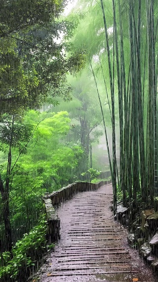 竹林听雨