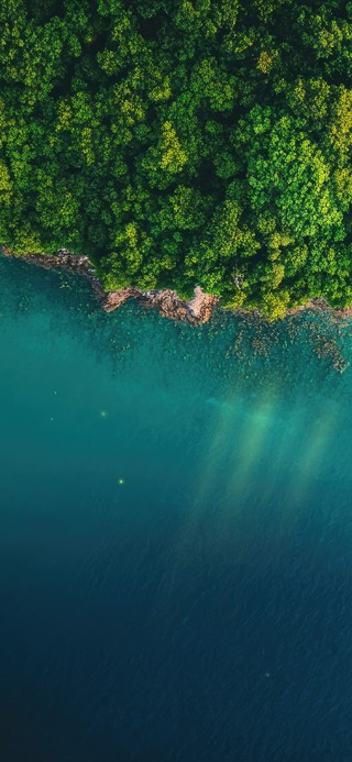 护眼海岸森林