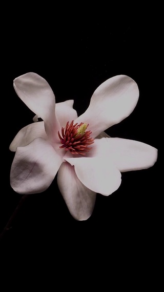 自然壁纸 自然手机壁纸 自然手机动态壁纸 元气壁纸