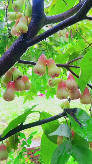三千年开花，三千年结果
