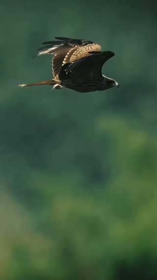 雄鹰展翅4k动态壁纸