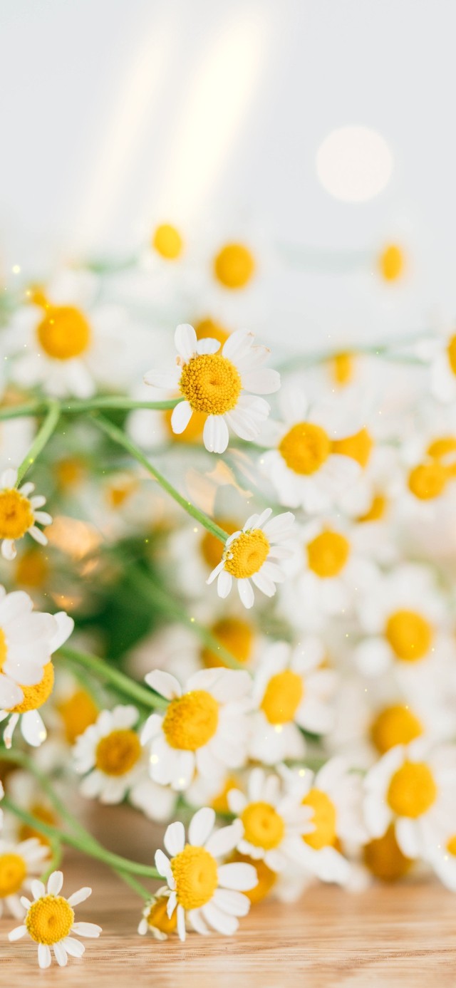 4K 清新唯美小雏菊