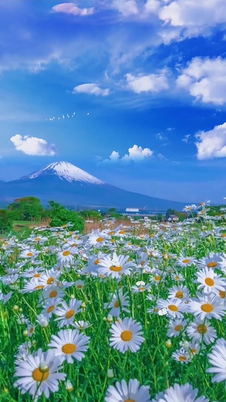 夏日凉爽 风景手机动态壁纸 风景手机壁纸下载 元气壁纸