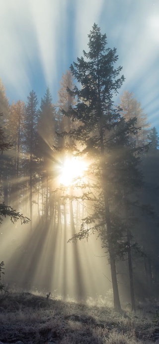 林间清晨の光