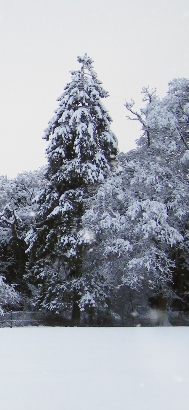 冬季雪景