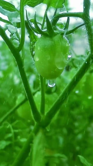 小番茄快成熟了