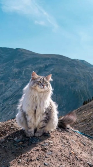 猫咪