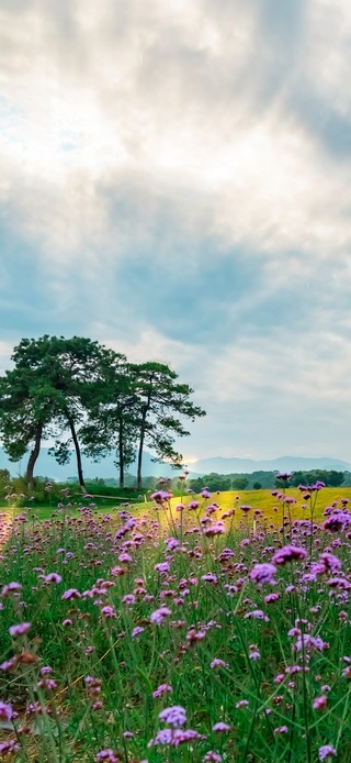 唯美云彩鲜花