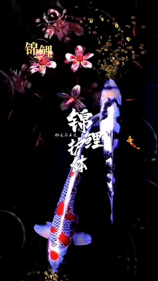锦鲤水中游