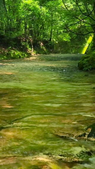 夏日绿林清澈溪水