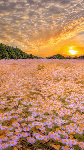 浪漫雏菊花海