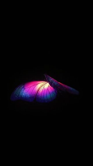 黑暗中的蝴蝶²