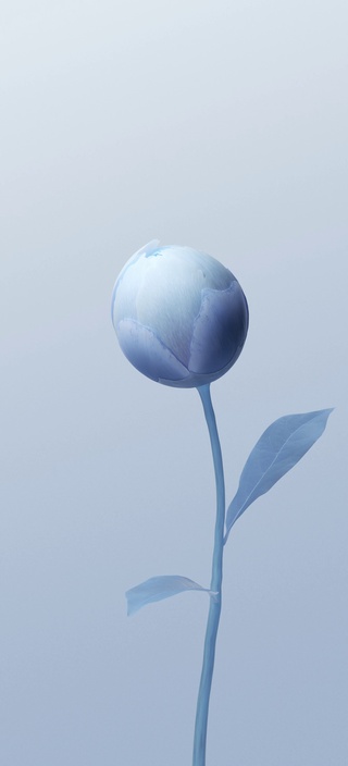 花开一夏