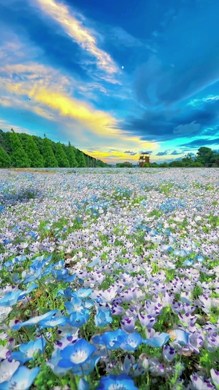 粉蝶花花海