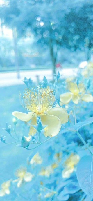 4K清新壁纸