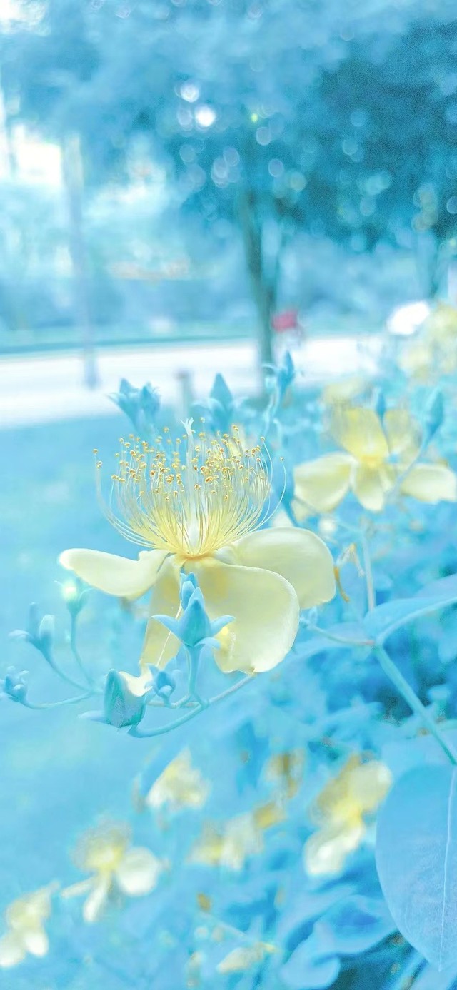 4K清新壁纸