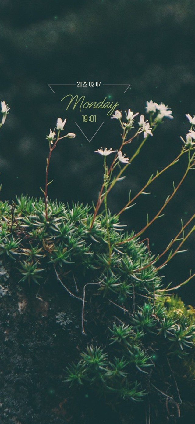 坚强的小花草