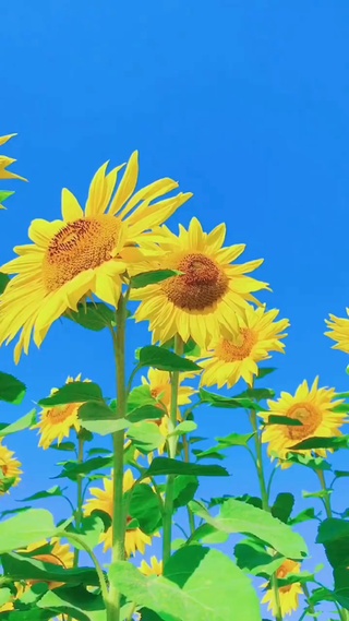 花语