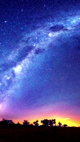 星河下的树
