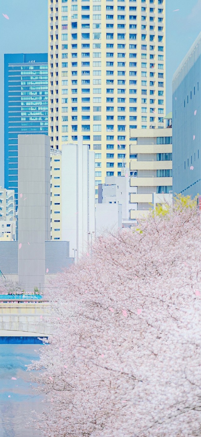 唯美治愈樱花城市