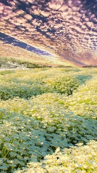 唯美雏菊