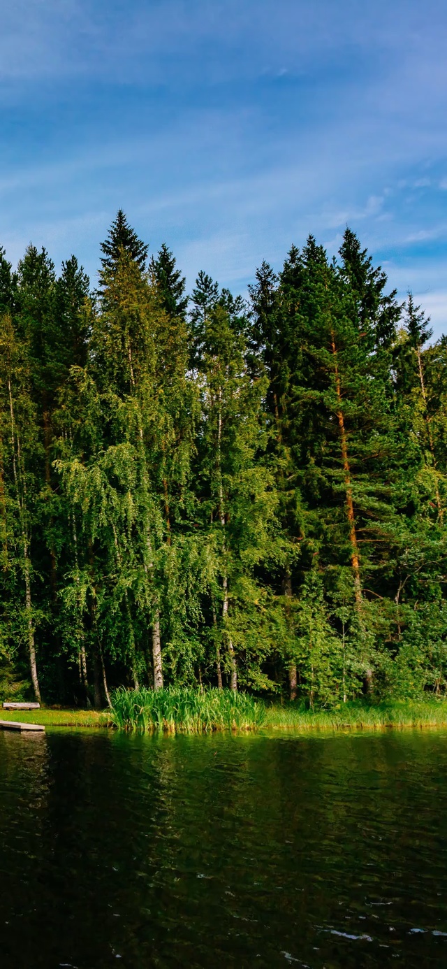 4K护眼绿色树林