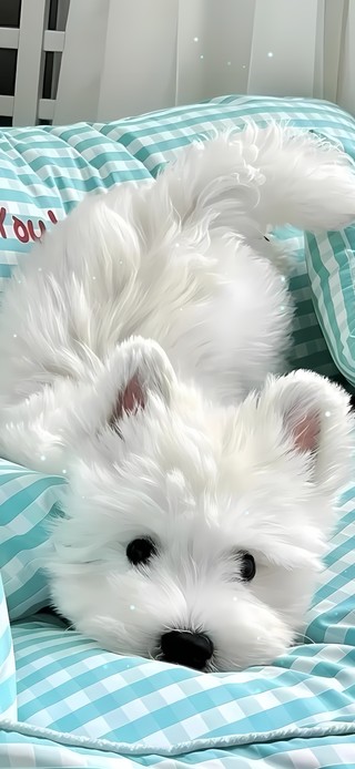 可爱小狗～ins风