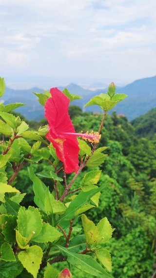 森林小红花