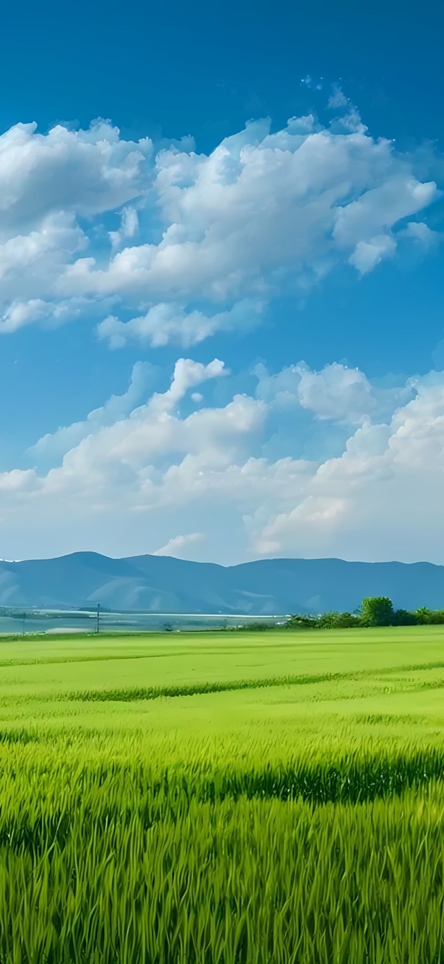蓝天下麦田