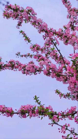 海棠花下春风里，春日浪漫无比。
