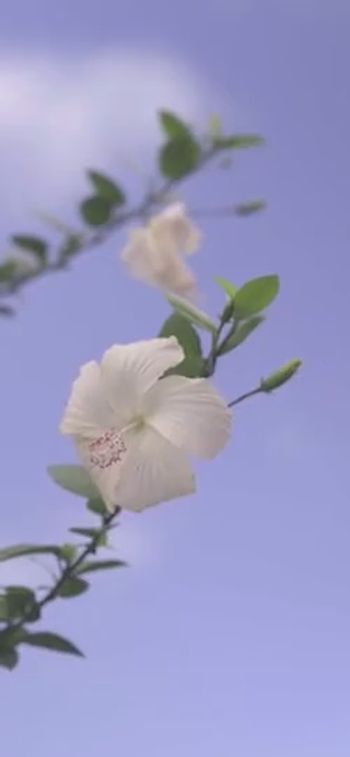 唯美花朵【含时间日历天气】