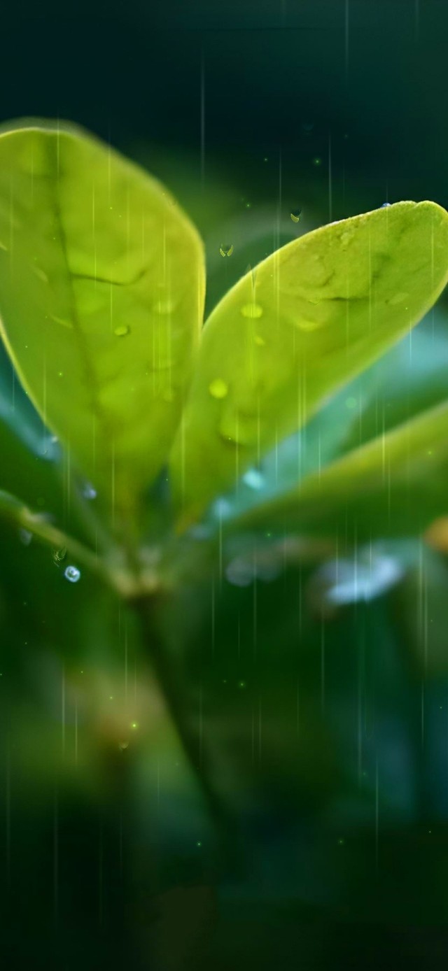 治愈护眼雨天绿叶