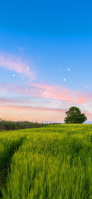 4k治愈唯美夕阳乡村田园