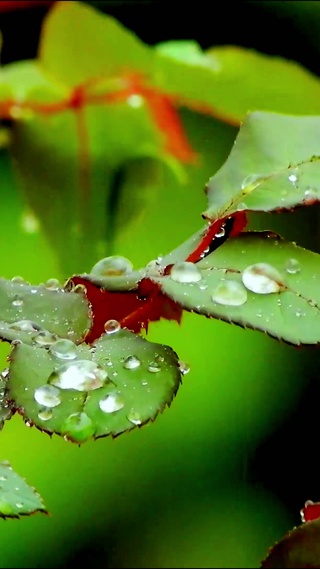 4K治愈小雨水珠