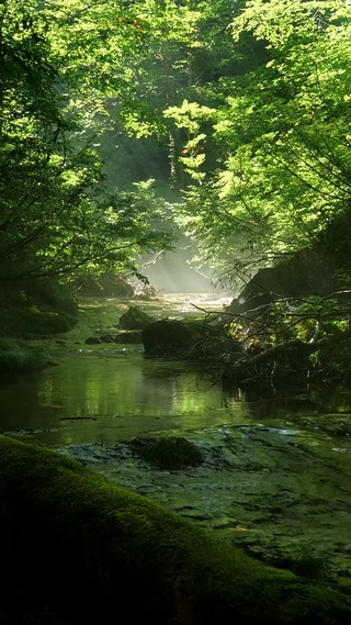 护眼山涧绿林溪流