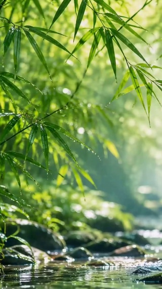 雨后青翠竹林溪流